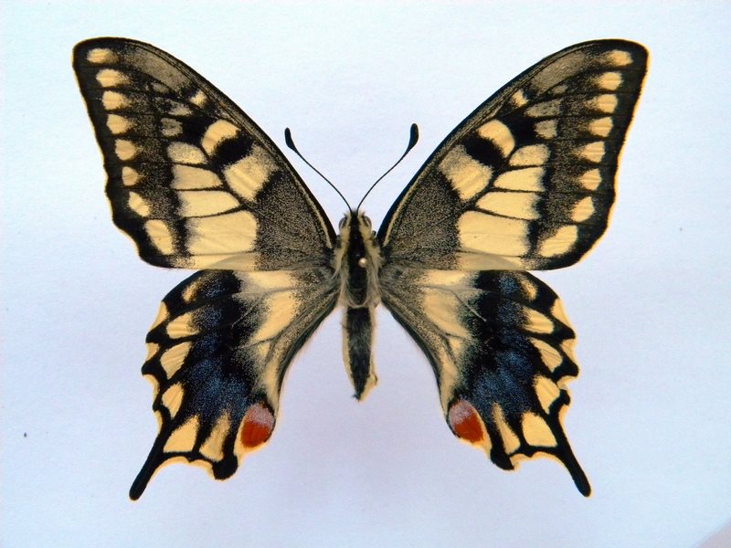 Papilio machaon (cold shock abb 6) (Internet Image property of respective owner, non-commercial use only)